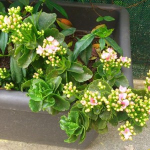 kalanchoe