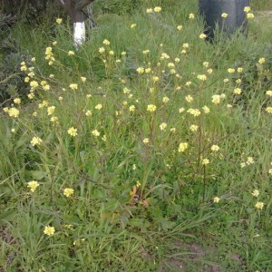 fiore di tarassaco