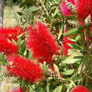 Callistemon citrinus 'Splendens'