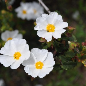 Cistus salviifolius