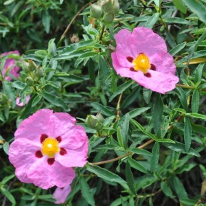 Cistus x purpureus