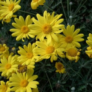 Euryops pectinatus