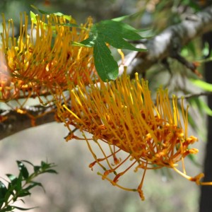 Grevillea robusta