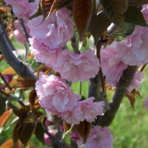 Prunus serrulata 'Kanzan'