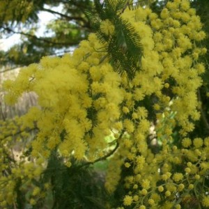 Acacia dealbata