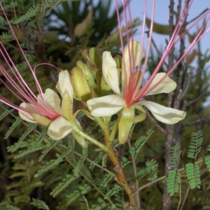 Caesalpina gilliesii