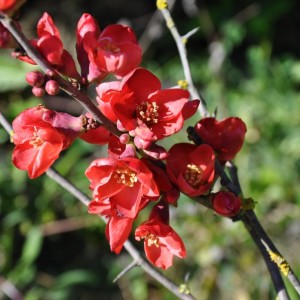 Chaenomeles x superba 'Fire Dance'