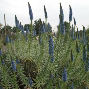 Echium candicans