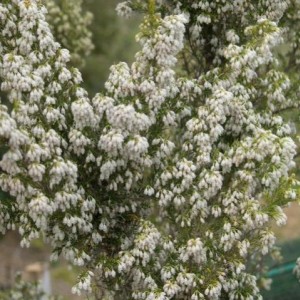 Erica arborea