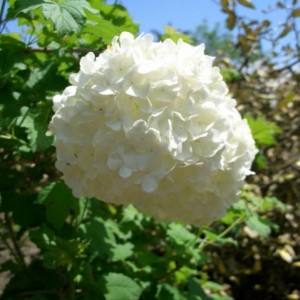 Viburnum opulus 'Roseum'