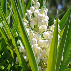 Yucca elephantipes