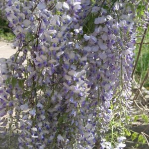 Wisteria sinensis