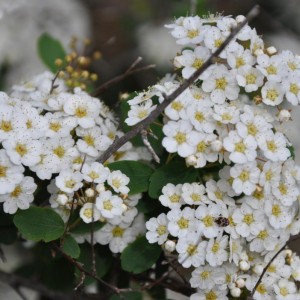 Spiraea x vanhouttei