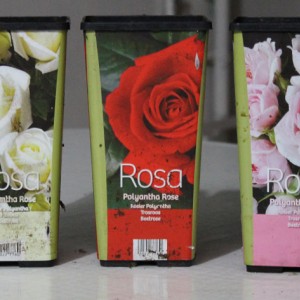 rose polianta lidl - sono roselline di 4 cm di diametro, molto carine ma il colore è fuxia e non rosa.