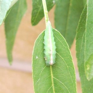 Larva afidi