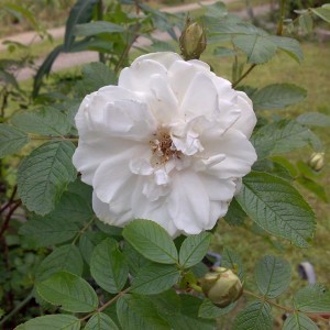 Virgo Rugosa