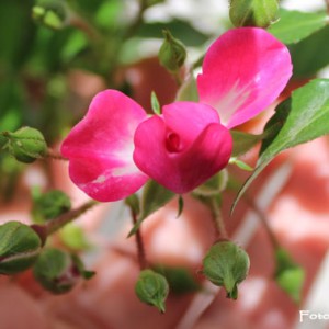 rose polyantha della lidl
identificata come " rosa knirps" - diametro di 4 cm
