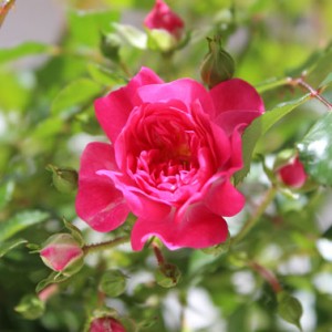 rose polyantha della lidl
identificata come " rosa knirps" - diametro di 4 cm