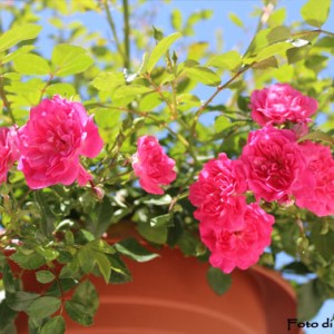 rose polyantha della lidl
identificata come " rosa knirps" - diametro del fiore di 4 cm