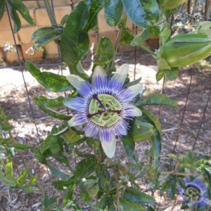 Passiflora cereula