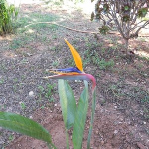 Strelitzia