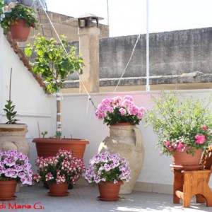 angolo dei fiori in terrazzo