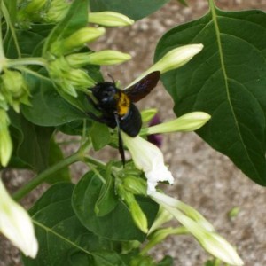 Xylocopa violacea (ape legnaiola)