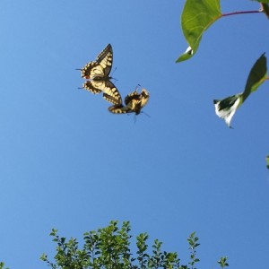 Macaone (Papilio machaon in volo