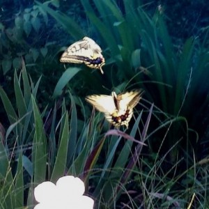 Macaone (Papilio machaon) in atterraggio