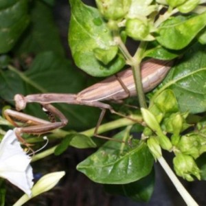 Mantis religiosa (Mantide religiosa) marrone su Mirabilis Jalapa