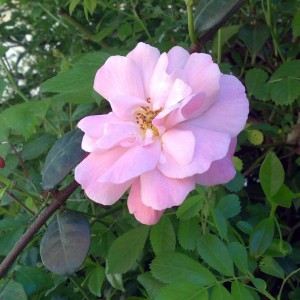 Rosa S Margerita