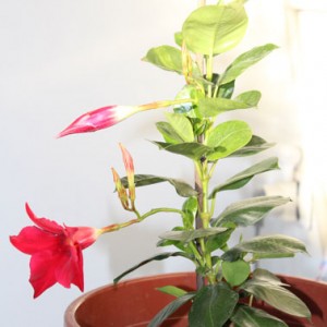 dipladenia fiore