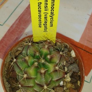 Gymnocalycium damnsii (variegato) var. tucavocense