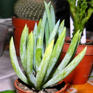 Senecio mandraliscae