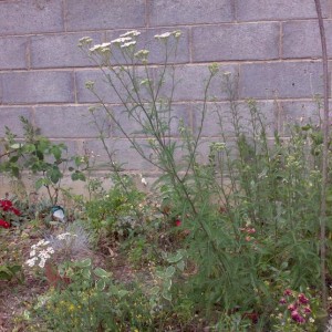 Achillea