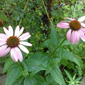 echinacea purpurea