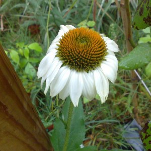 echinacea purpurea alba