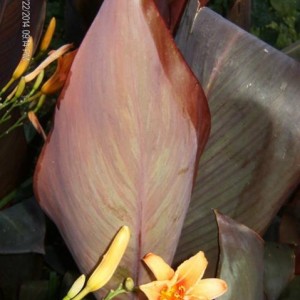 Foglia Canna indica Wyoming