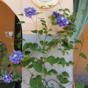 Fioritura Clematis Kiri Te Kanawa 2014