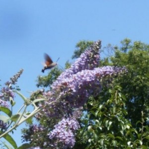 Buddleja viola con Macroglossum stellatarum nota anche come Sfinge del galio o Sfinge colibrì o, ancora, Farfalla colibrì