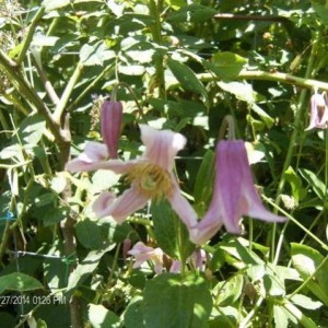 Clematis Integrifolia rosea 2014