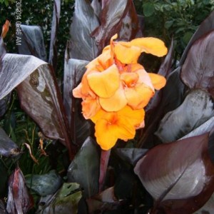 Canna Indica Wyoming