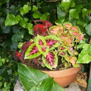 Coleus 2014