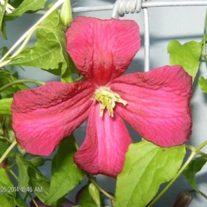 Clematis Lidl