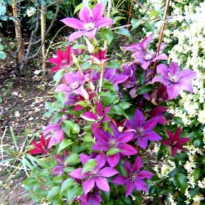 Clematis Anne Louise