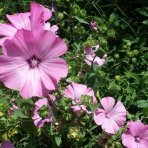 Lavatera trimestris