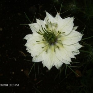 Nigella damascena