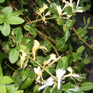 Lonicera Caprifoglio