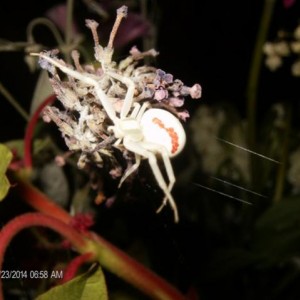 Adulto di Misumena vatia, una specie di ragno della famiglia dei Tomisid,. che passa di fiore in fiore su un bouquet in vaso