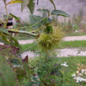 galla di rosa canina